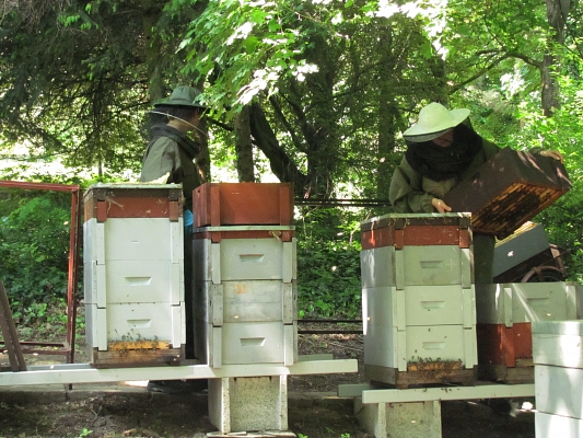 Apiculture