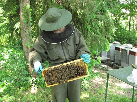 Apiculture